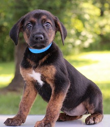Puppy Love